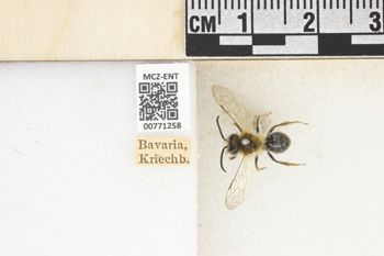 Media type: image;   Entomology 771258 Aspect: Labels
